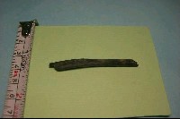 藏品(魚骨)的圖片